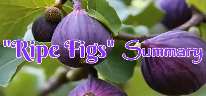 Ripe Figs Kate Chopin Summary